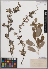 Foto von Salix cinerea L. x Salix nigricans Sm.